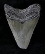 Juvenile Megalodon Tooth #20766-1
